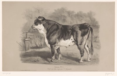 Bull in a meadow (series title: Animal studies in two types of chalk) by Joseph Zephyris Gengembre