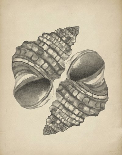 Detailed Spiral Shells by Josie George