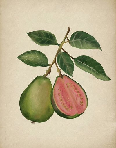 Fresh Guava Botanical by Josie George