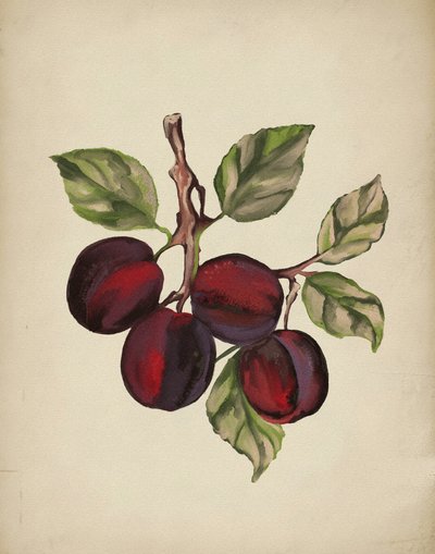 Ripe Plum Branch by Josie George