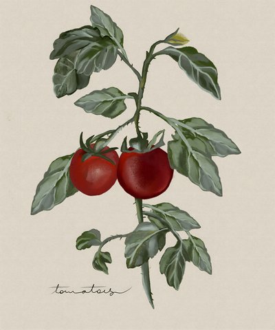 Ripe Tomatoes On Vine by Josie George