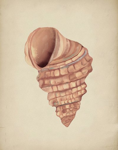 Spiral Seashell Study by Josie George