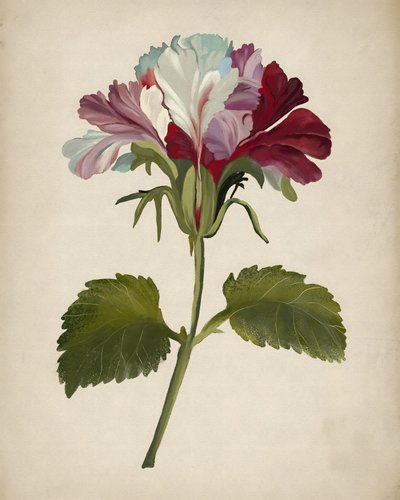 Vibrant Geranium Bloom by Josie George