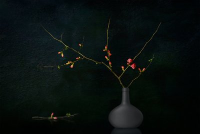 Dark Blooming Branches by Juan Antonio Palacios