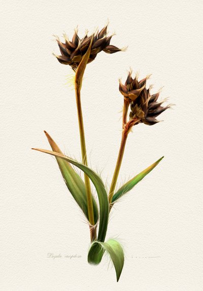 Detailed Botanical Study by Juan Hernaz