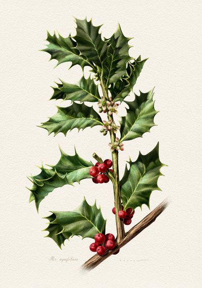 Festive Holly Berries by Juan Hernaz