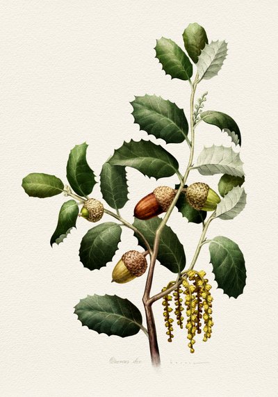 Oak Acorns Botanical by Juan Hernaz