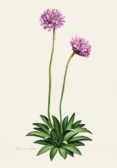 Purple Botanical Bloom by Juan Hernaz