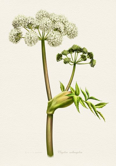 White Angelica Botanical Illustration by Juan Hernaz