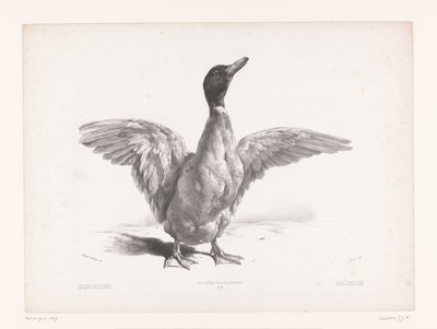 Study of a Duck with Spread Wings by Jules Joseph Augustin Laurens