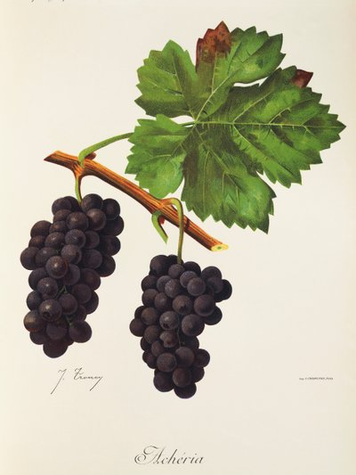 Acheria Grape by Jules Troncy