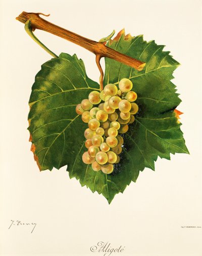 Aligote grape by Jules Troncy