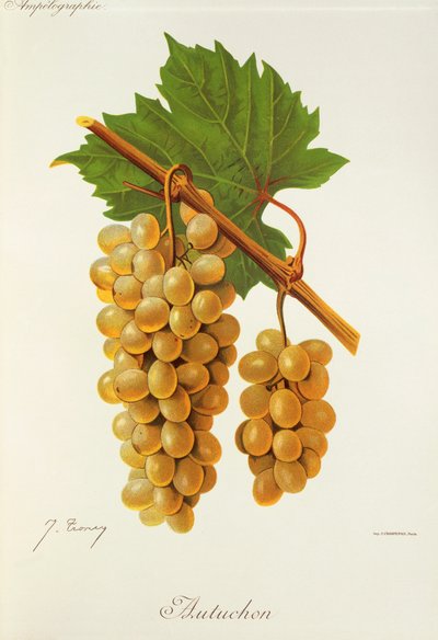 Autuchon grape by Jules Troncy