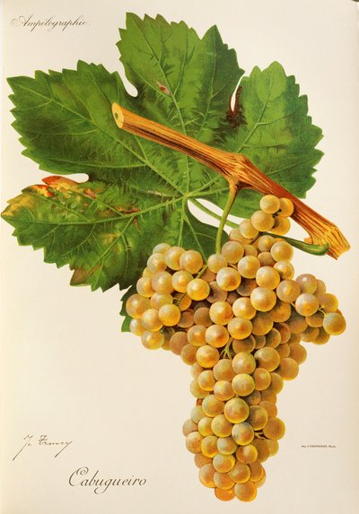 Cabugueiro grape by Jules Troncy