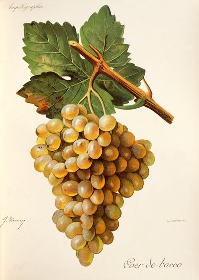 Coer de Bacco Grape by Jules Troncy