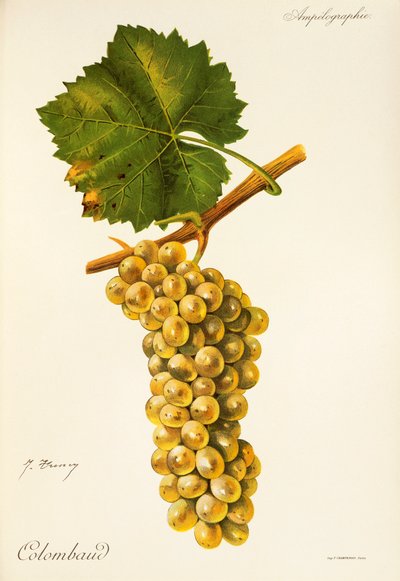 Colombaud grape by Jules Troncy