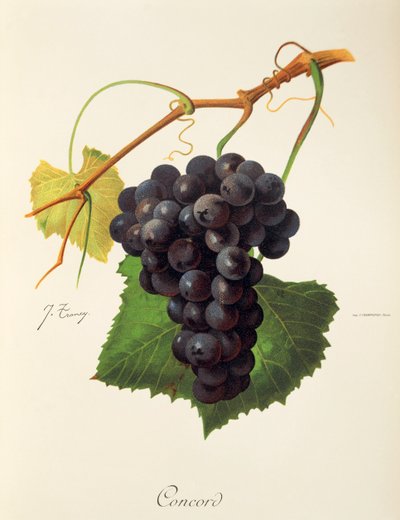 Concord grape by Jules Troncy