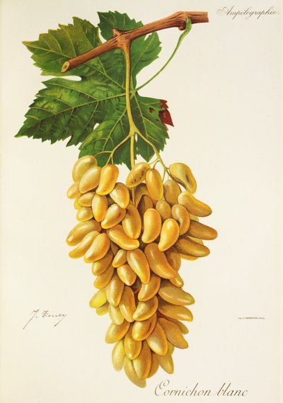 Cornichon Blanc grape by Jules Troncy