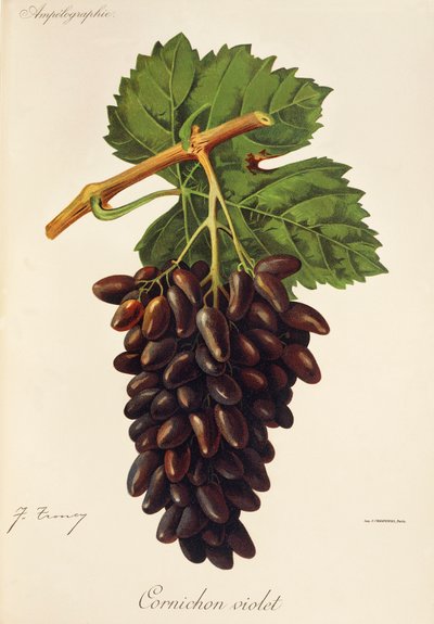 Cornichon Violet grape by Jules Troncy