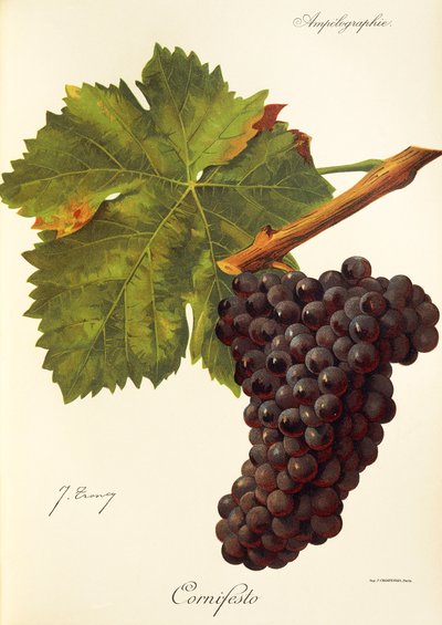 Cornifesto grape by Jules Troncy