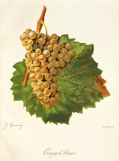 Gouget Blanc grape by Jules Troncy