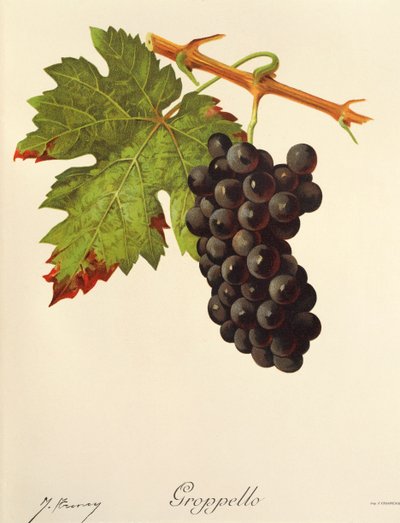 Groppello Grape by Jules Troncy