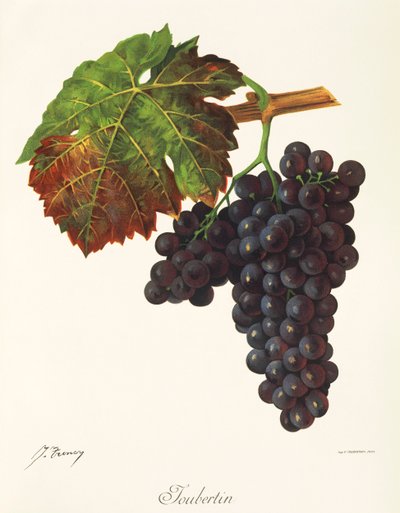 Joubertin grape by Jules Troncy