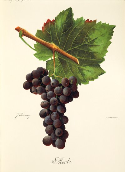 Mecle grape by Jules Troncy