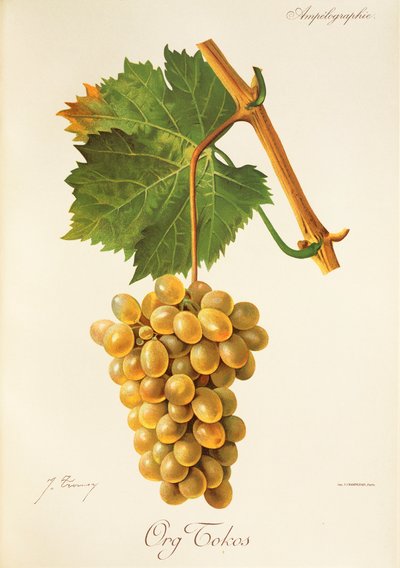 Org Tokos grape by Jules Troncy