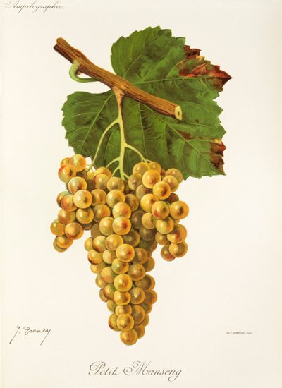 Petit Manseng Grape by Jules Troncy