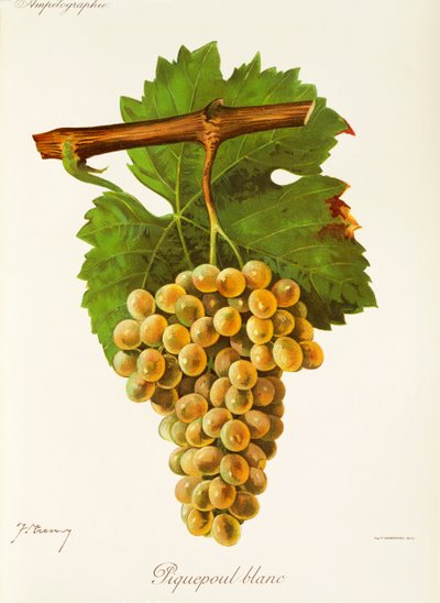 Piquepoul Blanc grape by Jules Troncy