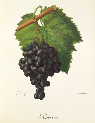 Saperavi grape by Jules Troncy