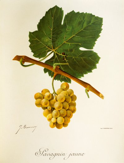 Savagnin Jaune grape by Jules Troncy