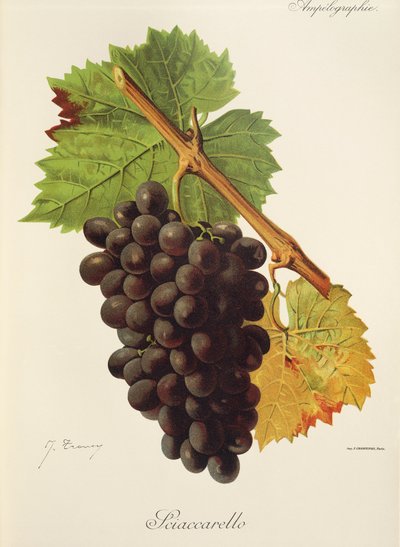 Sciaccarello grape by Jules Troncy