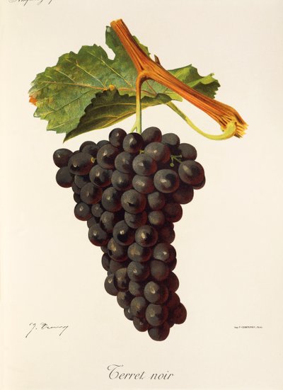Terret Noir grape by Jules Troncy