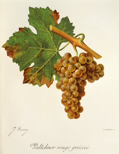 Valteliner Rouge Precoce Grape by Jules Troncy