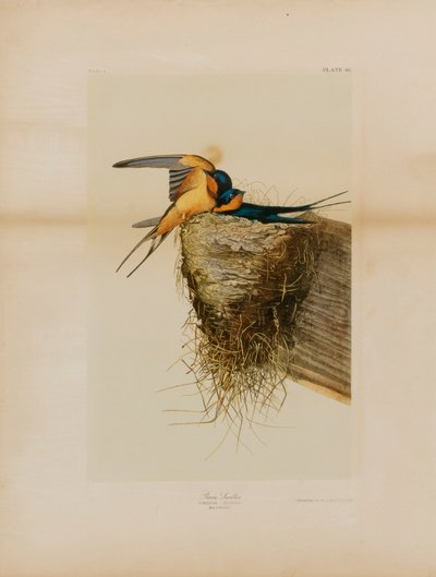 Barn Swallow by Julius Bien