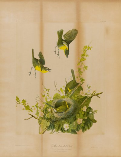 Yellow-Breasted Chat by Julius Bien