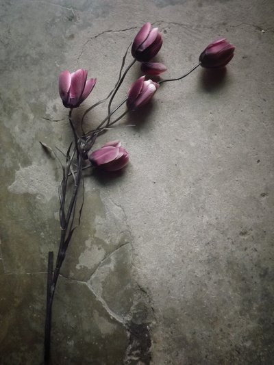 Purple Tulips on Concrete by Kahar Lagaa