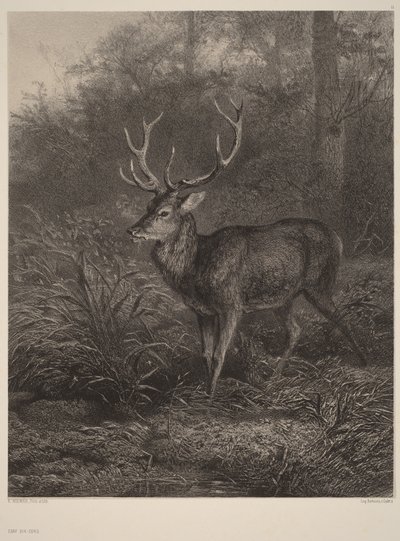 Ten-Point Stag by Karl Bodmer