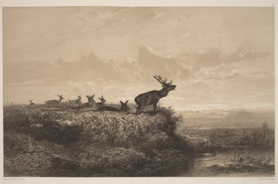The Morning. Stag and Hinds by Karl Bodmer
