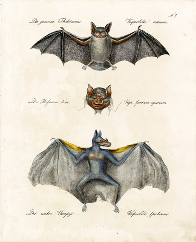 European Bat Species by Karl Joseph Brodtmann