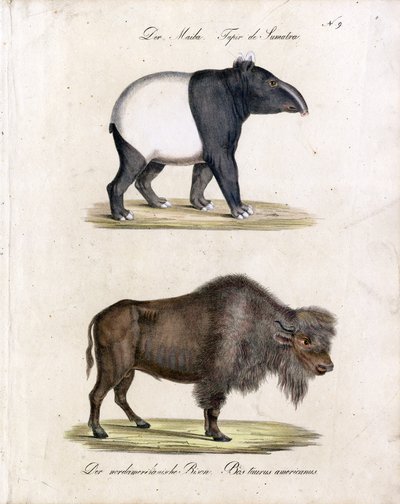 Malayan Tapir and American Bison by Karl Joseph Brodtmann