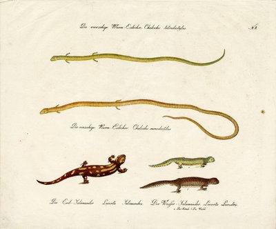 Salamanders and Skinks by Karl Joseph Brodtmann