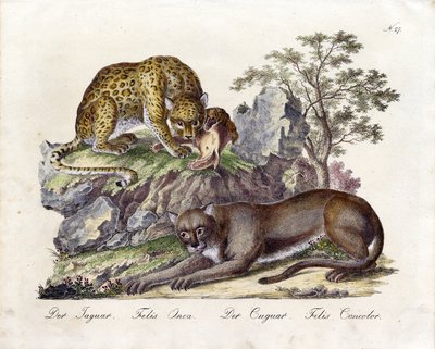 The Jaguar and the Cougar by Karl Joseph Brodtmann