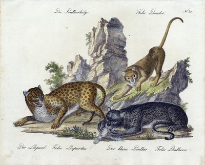The Panther Cat with Leopard and Small Panther by Karl Joseph Brodtmann