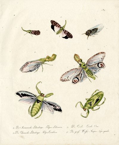 Various Cicadas and Lanternflies by Karl Joseph Brodtmann