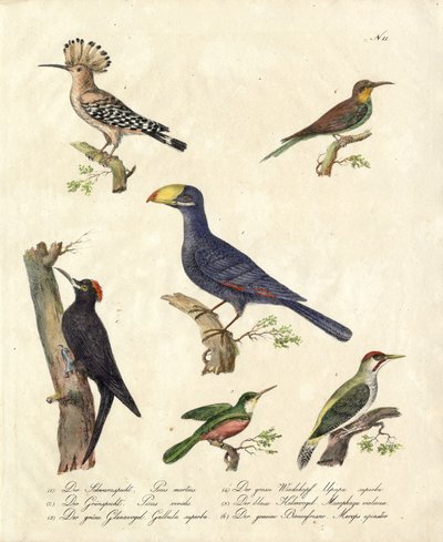 Various Forest Birds by Karl Joseph Brodtmann