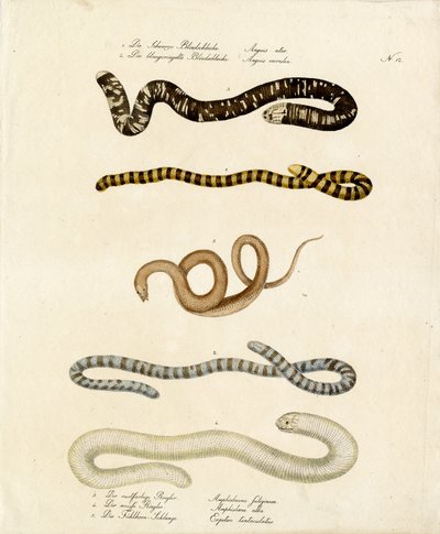 Various Slow Worms and Colubrid Snakes by Karl Joseph Brodtmann