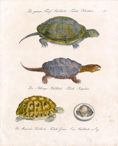 Various Turtle Species by Karl Joseph Brodtmann